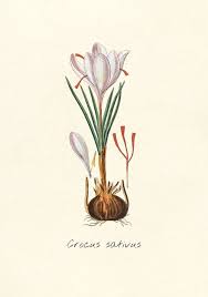 Pin On Crocus Sativus