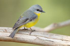 Maybe you would like to learn more about one of these? Songbird Wikipedia