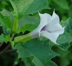 Image result for durman obecný květ