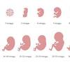 Di bawah ini adalah jadual panduan untuk anda mengetahui tahap pencapaian perkembangan anak, atau turut dikenali sebagai milestone bayi, yang akan dicapai dalam tahun pertama si kecil anda. 1