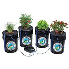 Alfred Deep Water Culture Kit 4 Bucket Homegrown Hydroponics