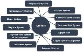 Arsenic And Human Health Effects A Review Sciencedirect