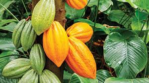 Obat obat sederhana by sainal edi kamal 2252 views. Kakao Berbagi Kasih Sayang Dengan Kelezatannya