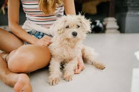 9 Ways To Get Rid Of Fleas On Your Dog Naturally