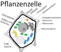 Eukaryontenzelle Zytologie Abitur Vorbereitung