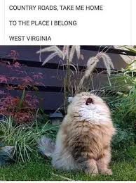 27 Superb Memes To Make You Go Mad Funny Animals Cute Funny Animals Funny Animal Memes