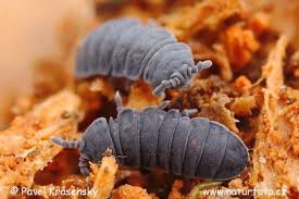 spring is the season for springtails arthropods arthropods colour springtails arthropods invertebrates