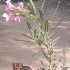 Image result for Ochna pretoriensis