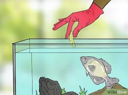 With size limits being in place in almost every body of water in the state, crappie are given every chance to achieve true slab status, and fish above 16 inches are beginning to become more and more commonplace. 3 Ways To Keep Crappie In An Aquarium Wikihow