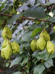 Image result for Agelanthus myrsinifolius