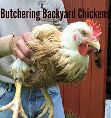 The reasons for keeping chickens are as pets, for eggs, for meat, or for eating pests. Butchering Backyard Chickens Farm Fresh For Life Real Food For Health Wellness