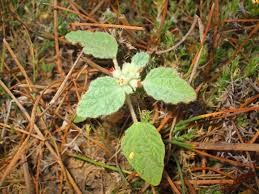 Image result for Chrozophora plicata