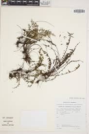 Image result for Asplenium dregeanum