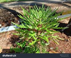 Image result for Kalanchoe laciniata
