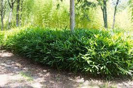 Sasa tsuboiana is a species of flowering plant in the family poaceae found in japan. Sasa Tsuboiana Alchetron The Free Social Encyclopedia