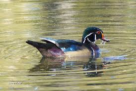 Wood Duck Archives