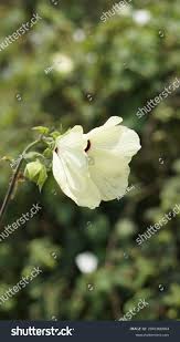 Image result for Hibiscus vitifolius