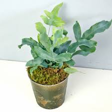 If you need professional help with completing any kind of homework, solution essays is the right place to get it. Blue Star Fern In Merion Pa Long Stems