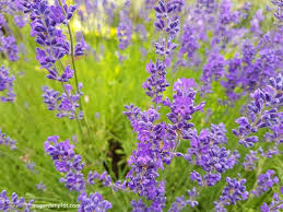Formulated with calming and relaxing lavender and chamomile scents. How To Best Grow Lavender How To Plant And Care For Lavender