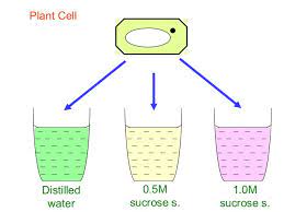 What happens to animal cell in isotonic solution. Animal Cell Immersed In Hypertonic Solution