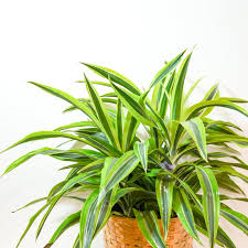 Image result for Dracaena laxissima