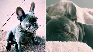 We did not find results for: French Bulldog Puppy Reunited With Family As Search Continues For 2 Men Who Stole Him At Gunpoint Ktla