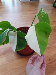 Variegated Monstera Borsigiana Albo Half Moon Gardening Plants On Carousell