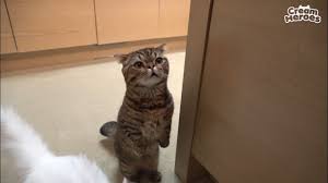 lulu waits for meatballs cute cats cat s animals