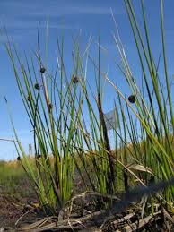 Image result for Ficinia