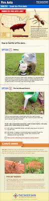 This can cause increased populations of aphids and more damage to plants. How To Get Rid Of Fire Ants Visual Ly