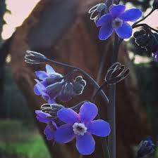 Image result for Rhipidoglossum eggelingii