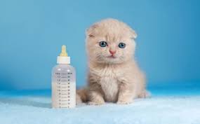 kedi isimleri erkek disi kedi isimleri miyhav com