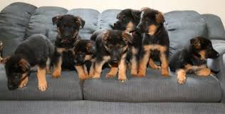 German shepherd dogs shed year round, but it's nothing you wouldn't expect of a dog with a thick coat, and certainly nothing a daily brushing can't. German Shepherd Puppies For Sale In Pa Lancaster Puppies