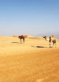 We did not find results for: Jalan Bani Buhassan Fotos Besondere Jalan Bani Buhassan Ash Sharqiyah Governorate Bilder Tripadvisor