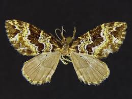 Image result for Kotschya ochreata