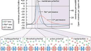Action Potential