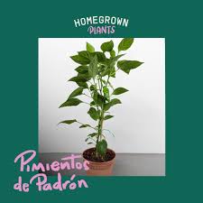 This is a digital stock photo for sale, available to download by purchasing a royalty free licence. Fruiting Padron Pepper Plant Furniture Home Living Gardening Plants Seeds On Carousell