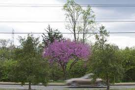 Its blooms do not occur at any specific time but happen at any moment from summer to the winter months. Photos Reigning Purple Redbud Trees Bloom In Eastern Tennessee