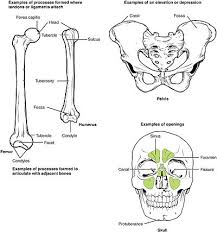 'the first layer is composed of four muscles that arise partly from the medial epicondyle of the humerus and partly from the ulna.' Anatomical Terms Of Bone Wikipedia