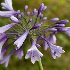 Agapanthus Liam S Lilac African Lily African Lily Agapanthus Lilac Gardening