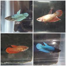 Peruse this gallery of male and female betta fish pictures to see plenty of beautiful bettas. Veiltail Betta Betta Splendens Female Betta Siamese Fighting Fish Betta Fish