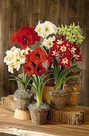 Amaryllis Collection Set Of 6 Amaryllis Plant Beautiful Flowers Amaryllis Flowers