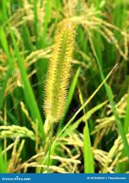 Image result for Setaria sphacelata
