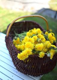 Ort Med Manga Medicinska Egenskaper Rik Pa Antioxidanter Bra For Oren Fet Inflammerad Och Irriterad Hud Verkar Renande Pa Infektioner Som Acne Bol Harness