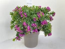 Image result for Polygala myriantha