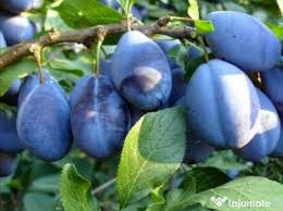 Arta culinară romanească prepararea rachiului de casă i. ÈuicÄ PÄlincÄ Vinars De Struguri Sau Mere Adroi Food