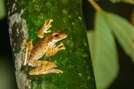 Image result for Polystachya macropoda