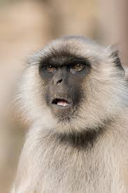 Gray Langurs Or Hanuman Langurs The Most Widespread Langurs Of The Indian Subcontinent Are A Group Of Old World Monke Animals Wild Funny Animals Animal Photo
