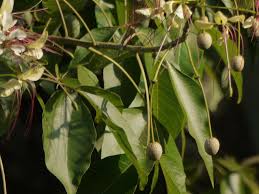 Image result for Crateva