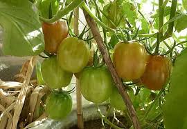 Cats can eat other dead cats but it is mainly female cats after they have giving birth and the kittens are dead, but is has been know for other cats to eat the dead kittens. How To Stop Squirrels From Eating Your Tomatoes Miss Chen Garden Manage Gfinger Es La App De Jardineria Mas Profesional